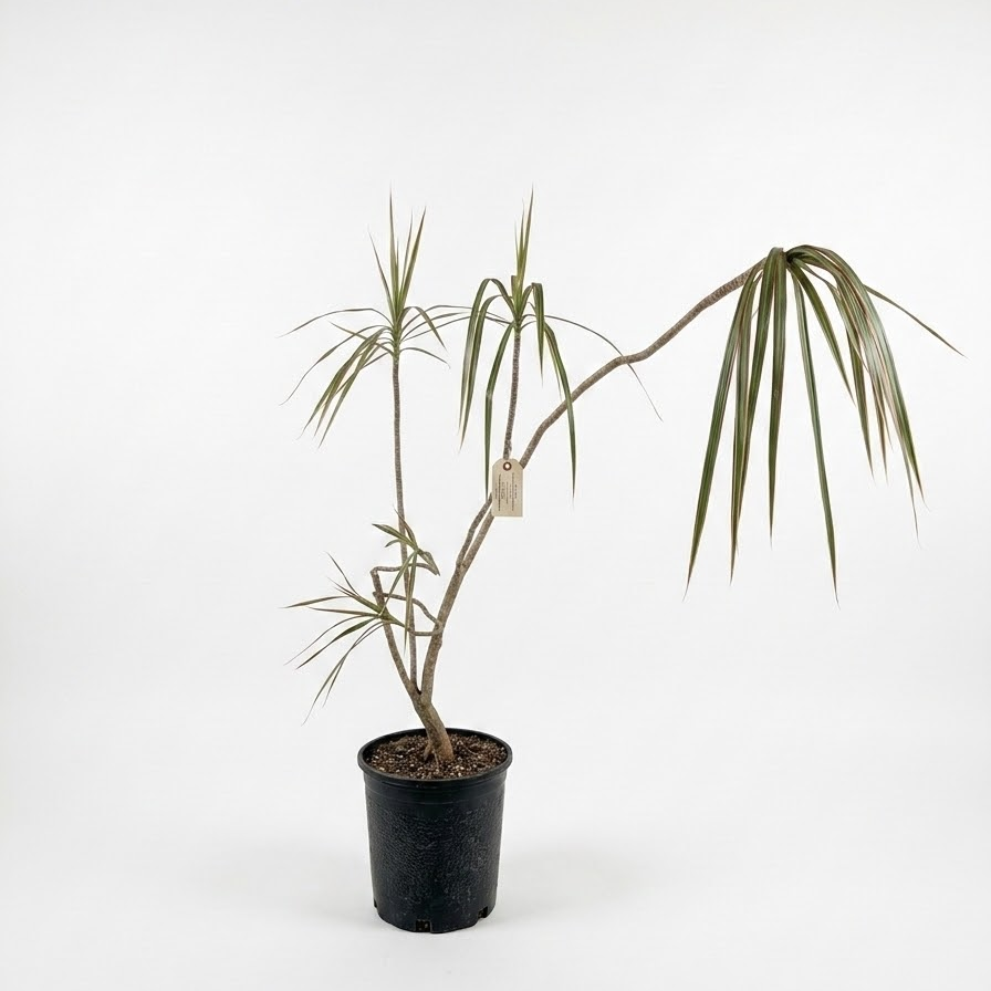 Bicolour Dragon Tree Specimens: Dracaena marginata