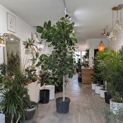 Ficus Audrey Tree: Ficus benghalensis - 17 inch pot - 6-7+ foot tall