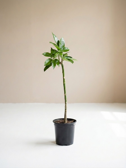 Amate Umbrella Tree Specimens: Schefflera actinophylla