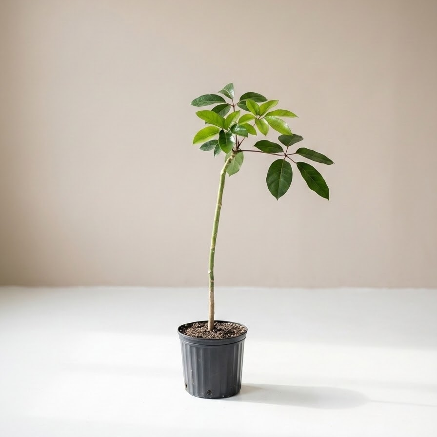 Amate Umbrella Tree Specimens: Schefflera actinophylla