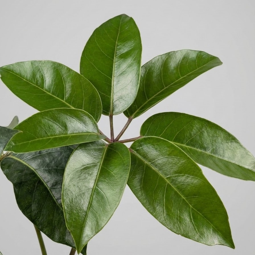 Amate Umbrella Tree Specimens: Schefflera actinophylla