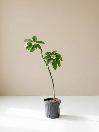 Amate Umbrella Tree Specimens: Schefflera actinophylla