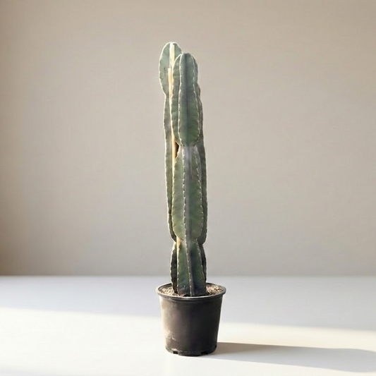 Peruvian Apple Cactus: Cereus repandus - 14 inch pot - 4-6 foot tall