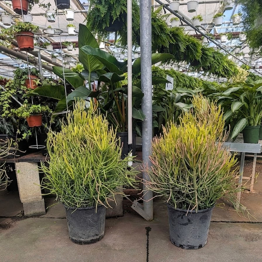 Pencil Cactus: Euphorbia tirucalli 'Firestick' - 14 inch pot - 3-5 foot tall