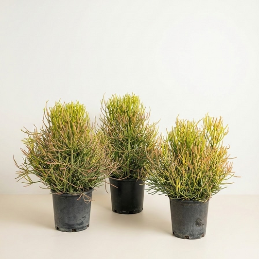pencil cactus yellow Pencil Cactus: Euphorbia Tirucalli - 5" Pot