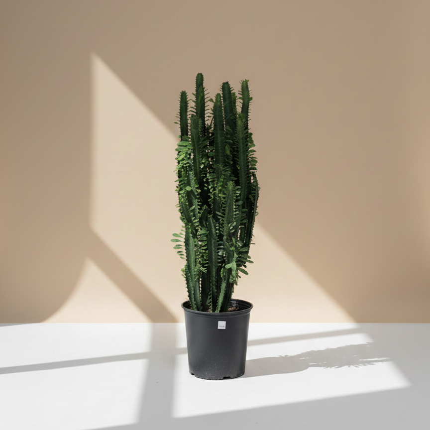 African Milk Tree Cactus: Euphorbia trigona - 10 inch pot - 1-3 foot tall