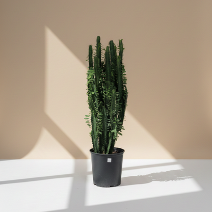 African Milk Tree Cactus: Euphorbia trigona - 10 inch pot - 1-3 foot tall