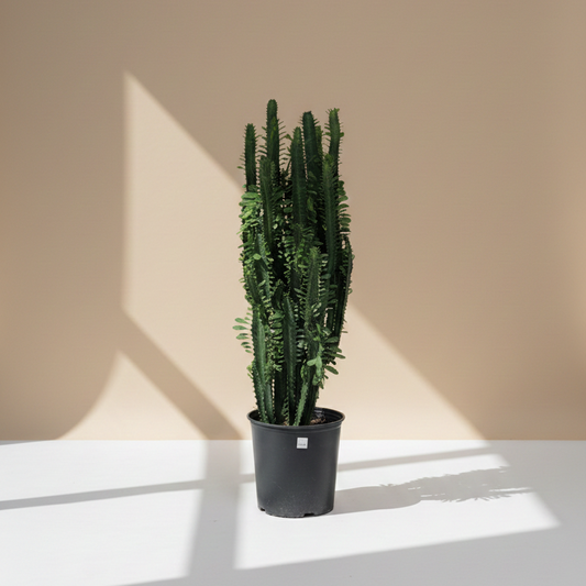 African Milk Tree Cactus: Euphorbia trigona - 10 inch pot - 1-3 foot tall