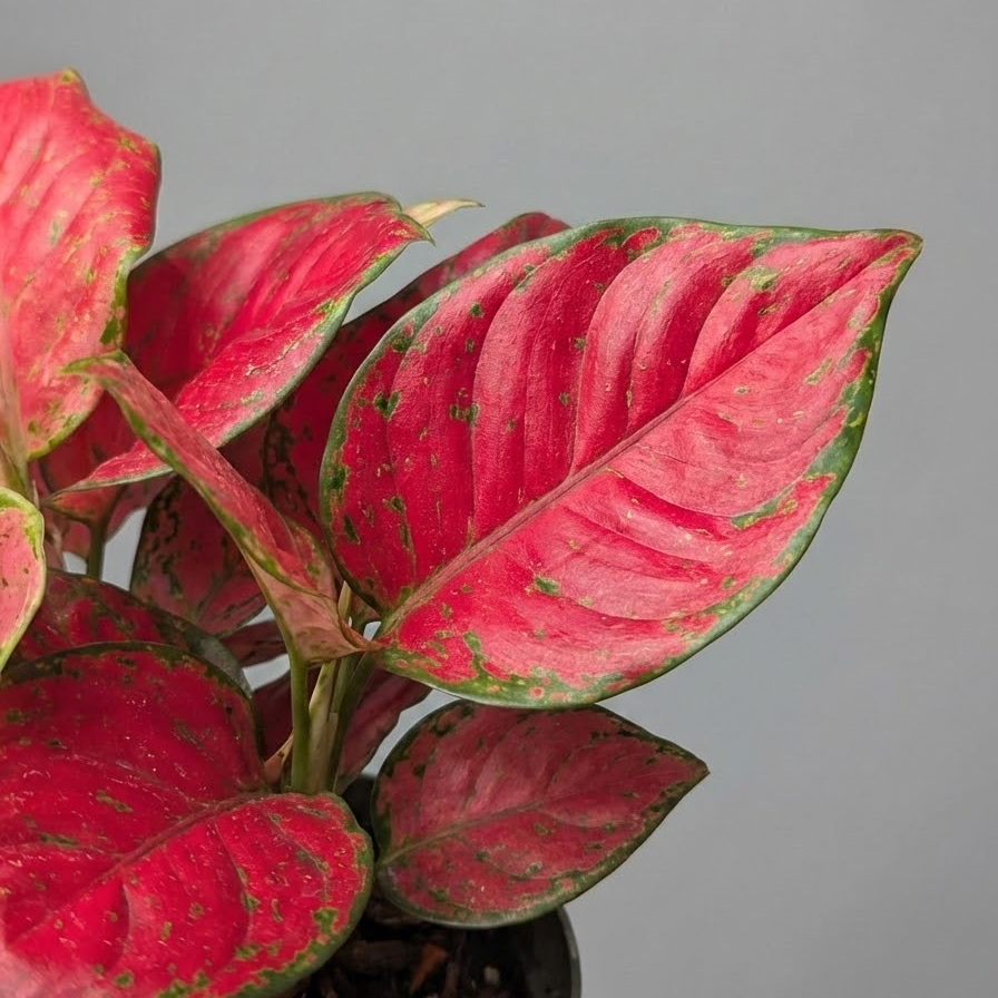 Red Valentine Chinese Evergreen: Aglaonema anyamanee - 6 inch pot