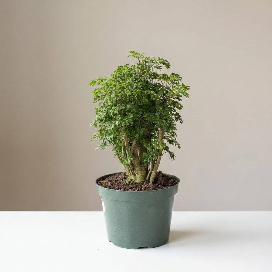 Parsley Aralia: Polyscias fruticosa 'Elegans' - 8 inch pot