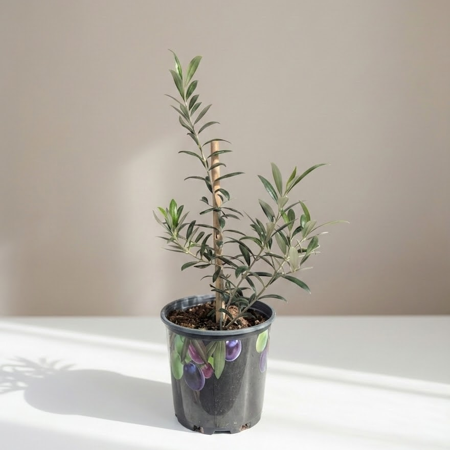 Olive Tree: Olea europaea 'Arbequina' - 8 inch pot - 2-2.5 foot tall