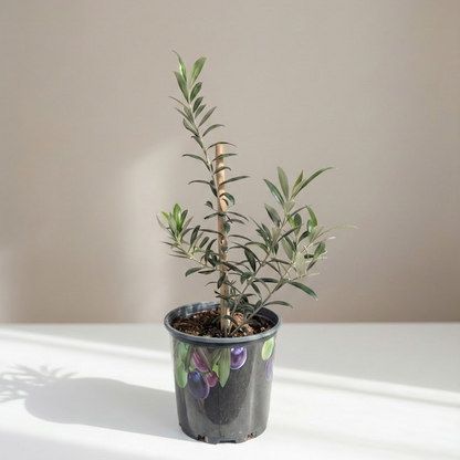 Olive Tree: Olea europaea 'Arbequina' - 8 inch pot - 2-2.5 foot tall
