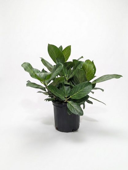 Ficus Audrey Bush: Ficus benghalensis - 8 inch pot - 1.5-2 foot tall