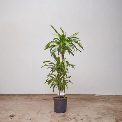 Lemon Lime Staggered Cane: Dracaena fragrans 'Warneckii Ulises' - 10 inch pot - 4-4.5 foot tall