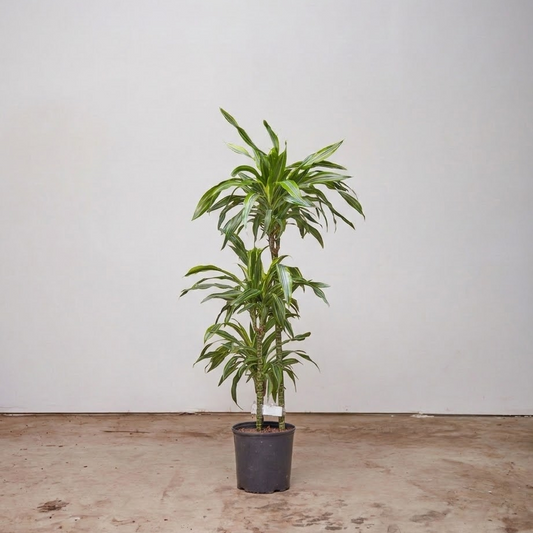 Lemon Lime Staggered Cane: Dracaena fragrans 'Warneckii Ulises' - 10 inch pot - 4-4.5 foot tall