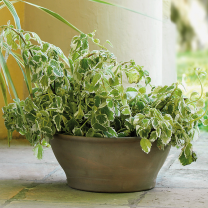 Ciotola Grey Terracotta Bowl with Drainage | 10 inch Diameter