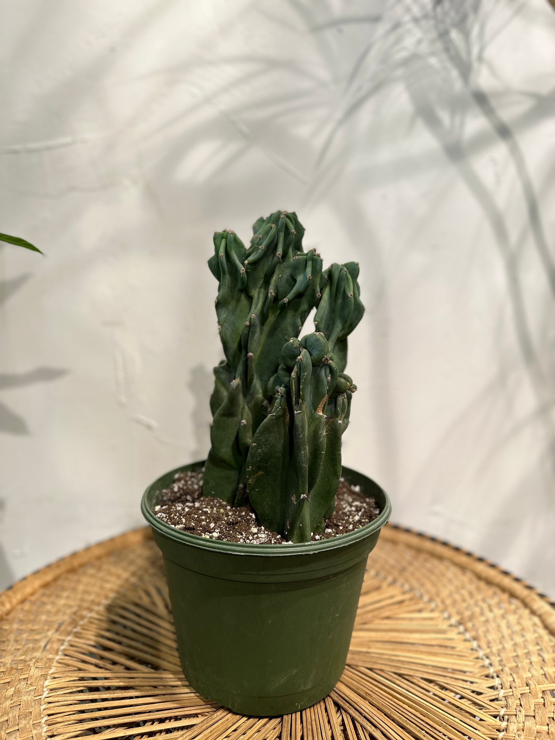 Monstrous Cactus, (Cereus peruvianus monstrose) in a 10 inch pot. Indoor plant for sale by Promise Supply for delivery and pickup in Toronto