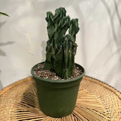 Monstrous Cactus, (Cereus peruvianus monstrose) in a 10 inch pot. Indoor plant for sale by Promise Supply for delivery and pickup in Toronto