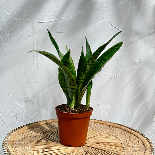 Snake Plant, Mother in Law's Tongue, Viper's Bowstring Hemp (Sansevieria trifasciata) in a 6 inch pot. Indoor plant for sale by Promise Supply for delivery and pickup in Toronto