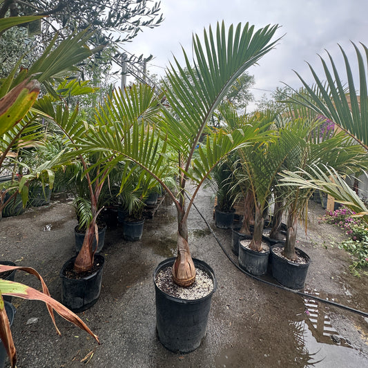 Spindle Palm (Hyophorbe verschaffeltii) in a 17 inch pot. Indoor plant for sale by Promise Supply for delivery and pickup in Toronto