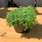 Elfin Thyme: Thymus Ser.'Elfin' - 10CM Pot