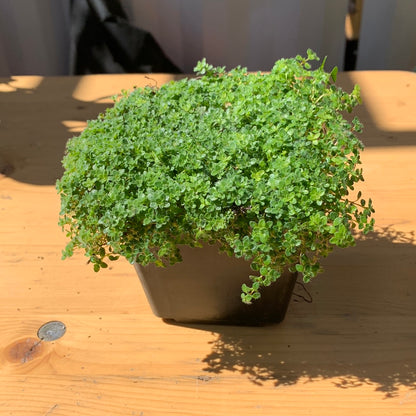 Elfin Thyme: Thymus serpyllum - 9CM Pot