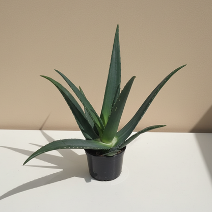 Equator Aloe: Aloe medivera - 5 inch pot — indoor plant — indoor plant for sale by Promise Supply for delivery and pickup in Toronto.