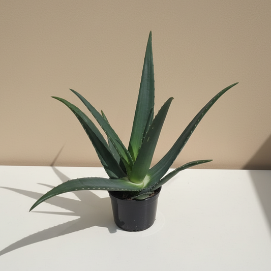 Equator Aloe: Aloe medivera - 5 inch pot