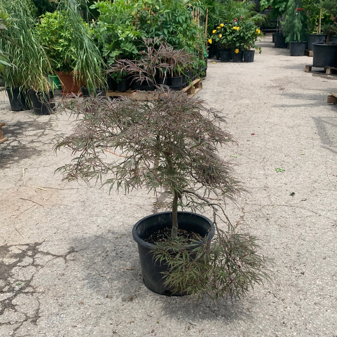 Crimson Queen Japanese Maple: Acer palmatum disectum 'Crimson Queen'