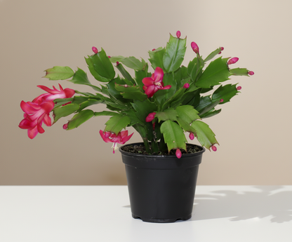 Holiday Flowering Cactus: Schlumbergera - 6 inch pot