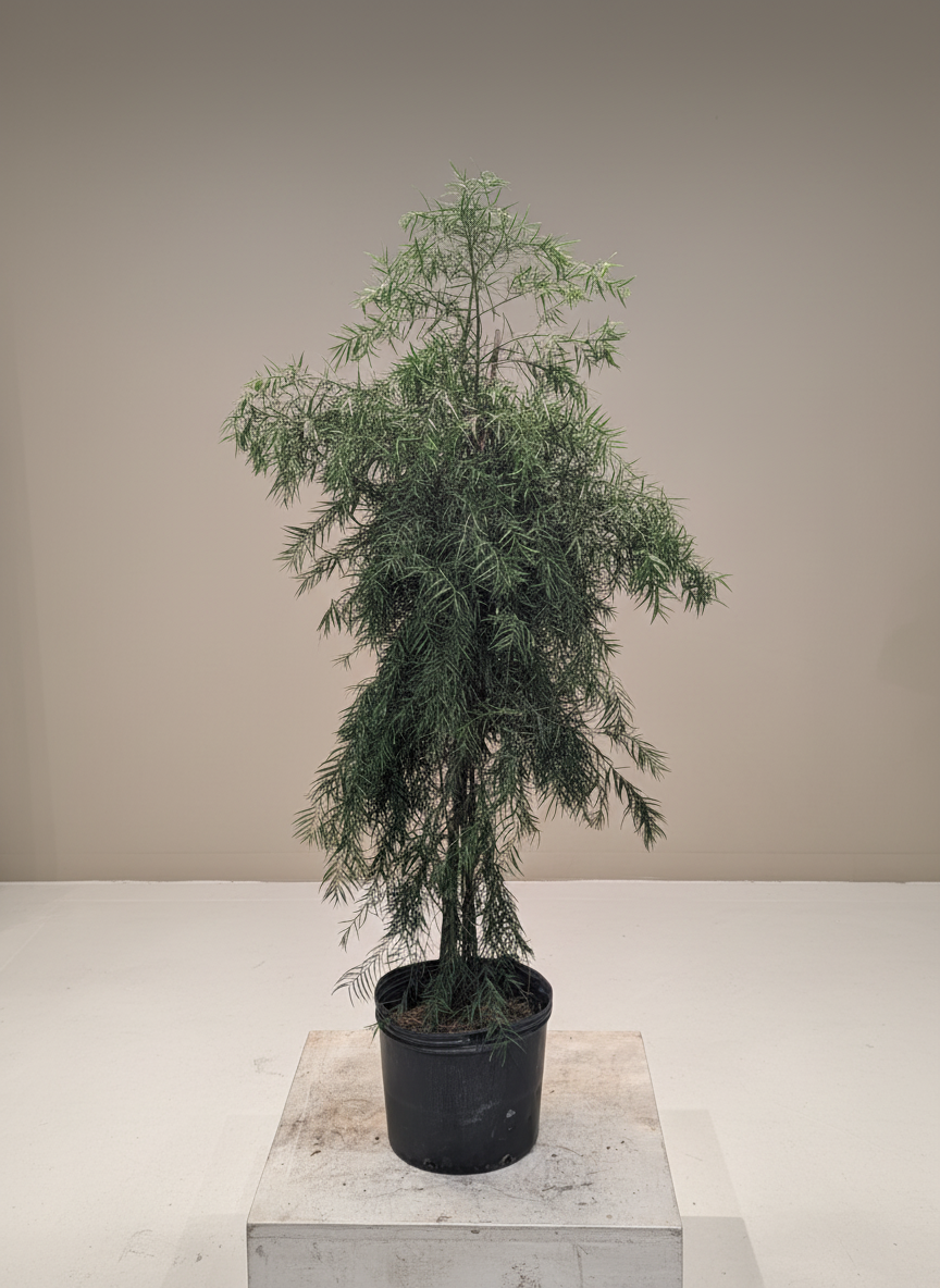 African Fern Pine: Podocarpus gracilior - 6 foot tall - 14 Inch Pot