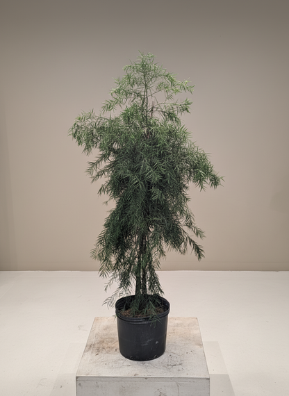 African Fern Pine: Podocarpus gracilior - 6 foot tall - 14 Inch Pot