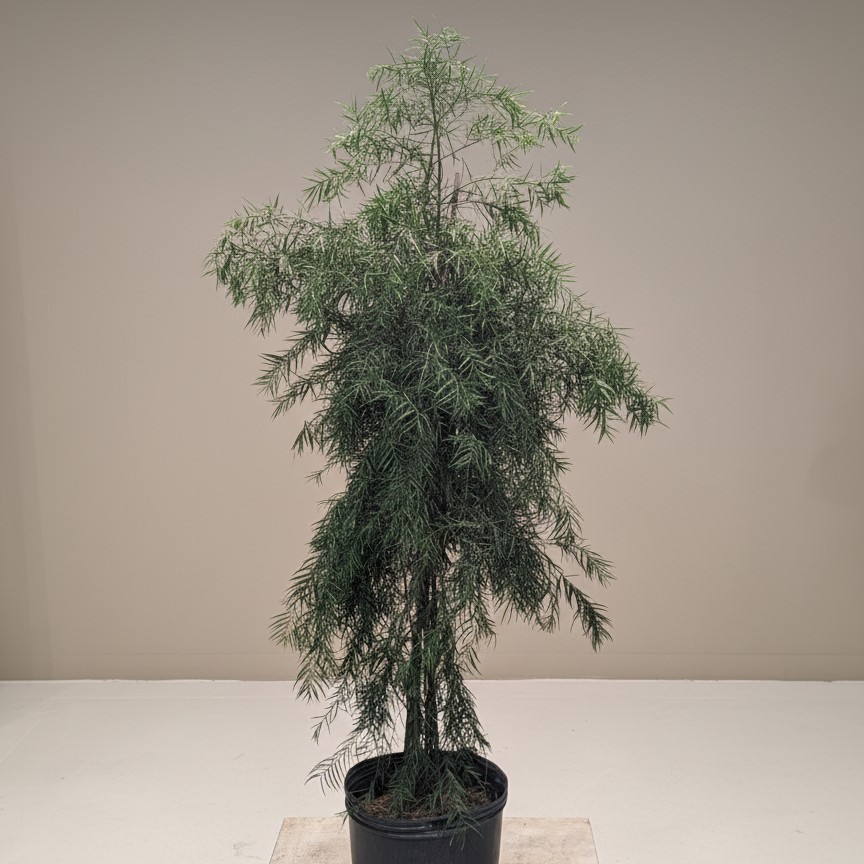 African Fern Pine: Podocarpus gracilior - 6 foot tall - 14 Inch Pot