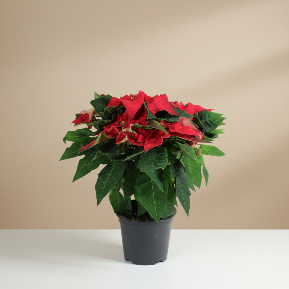 Poinsettia: Euphorbia pulcherrima - 6 inch pot