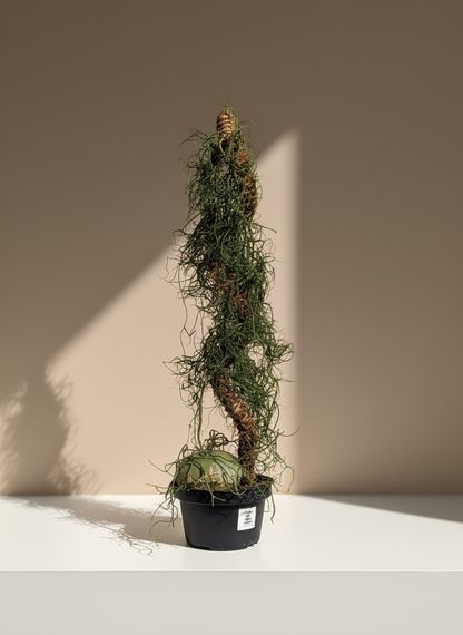 Climbing Onion: Bowiea volubilis - 6 inch pot