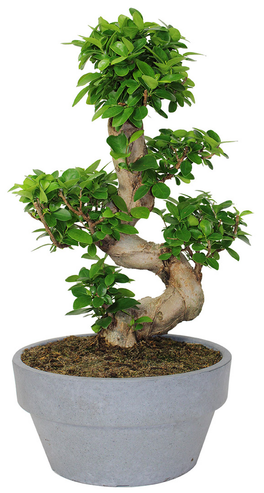 S Shape Ginseng Bonsai: Ficus retusa - 12 inch pot - 2-2.5 foot tall