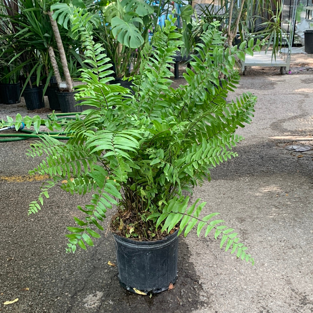 Macho Fern (Nephrolepis biserrata) in a 10 inch pot. Indoor plant for sale by Promise Supply for delivery and pickup in Toronto