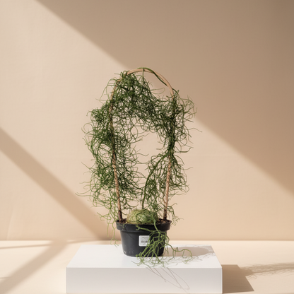 Climbing Onion: Bowiea volubilis - 6 inch pot