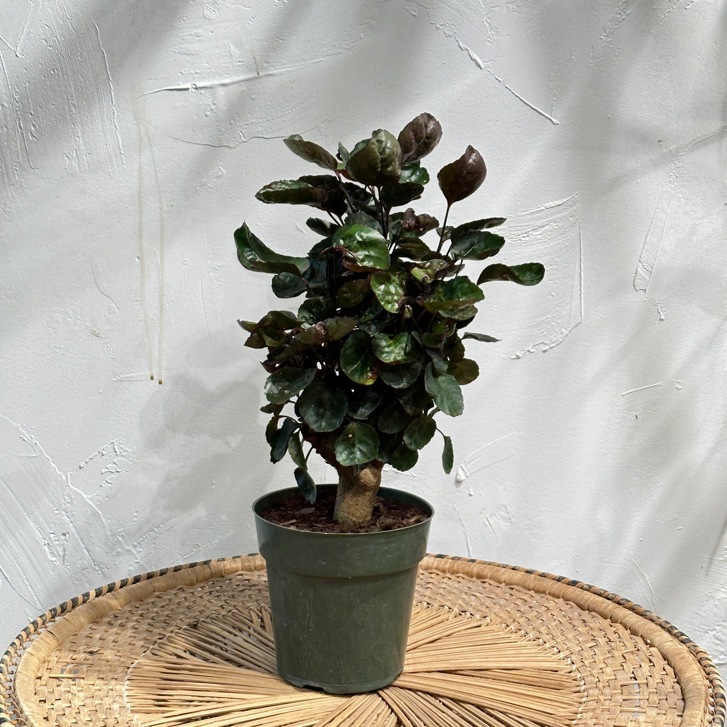 Balfour Aralia, Dinner Plate Plant (Polyscias scutellaria) in a 6 inch pot. Indoor plant for sale by Promise Supply for delivery and pickup in Toronto