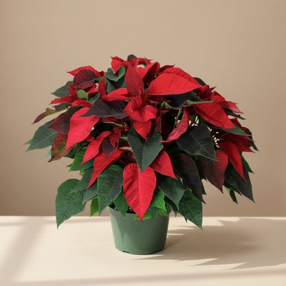 Poinsettia: Euphorbia pulcherrima - 10 inch pot