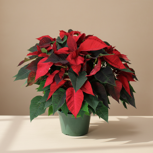 Poinsettia: Euphorbia pulcherrima - 10 inch pot