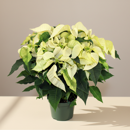 Poinsettia: Euphorbia pulcherrima - 10 inch pot