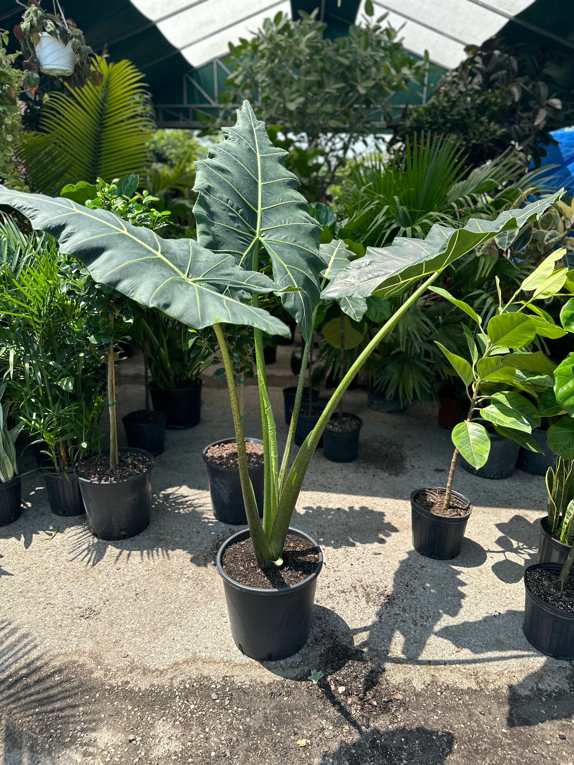 Elephant Ear, Taro (Alocasia odora) in a 14 inch pot. Indoor plant for sale by Promise Supply for delivery and pickup in Toronto