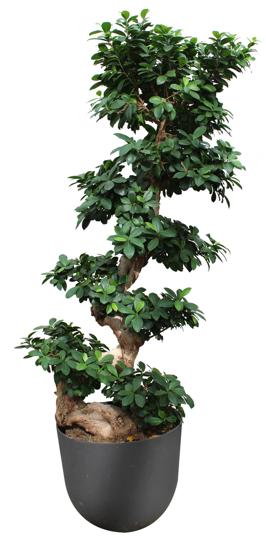 Specimen Ginseng Bonsai: Ficus retusa - 14 inch pot