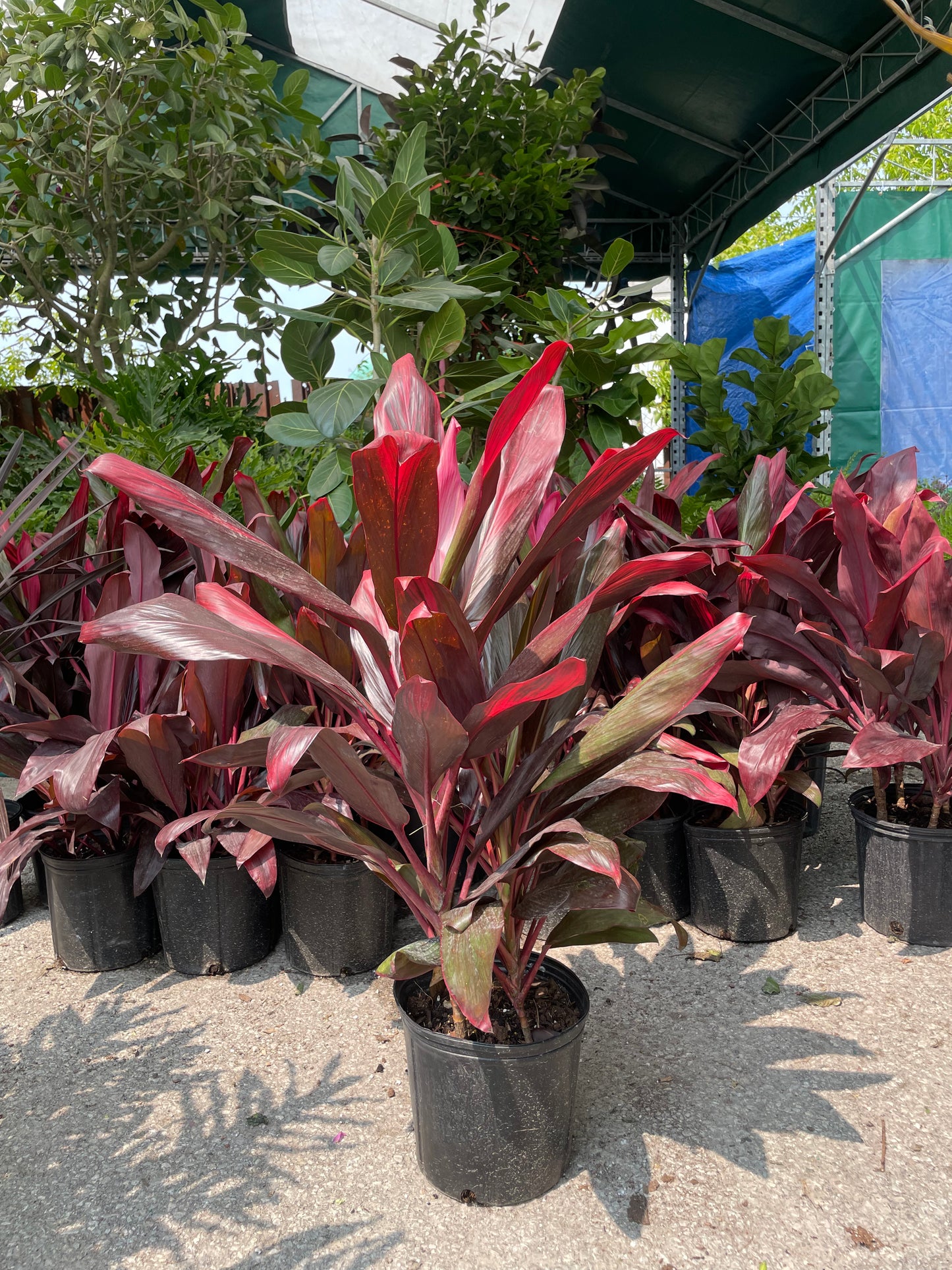 Auntie Lou Hawaiian Ti Plant: Cordyline fruticosa - 10 inch pot - 2-3 foot tall