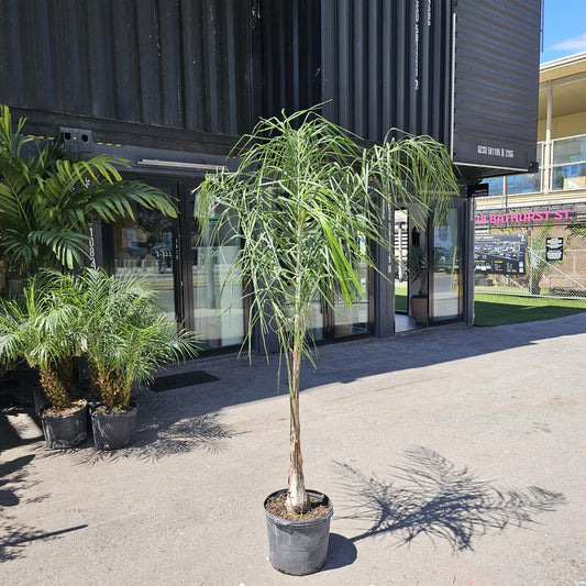 Queen Palm (Syagrus romanzoffiana) in a 14 inch pot. Indoor plant for sale by Promise Supply for delivery and pickup in Toronto