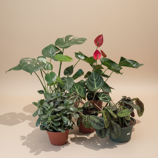 Mystery Plant - 6 inch Pot