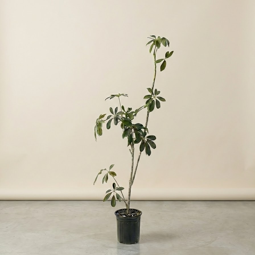 Specimen Umbrella Tree: Schefflera arboricola - 6 inch pot - 3.5-4 foot tall