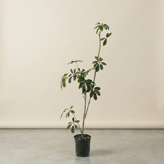 Specimen Umbrella Tree: Schefflera arboricola - 6 inch pot - 3.5-4 foot tall