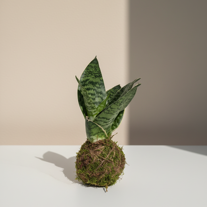 Birds Nest Snake Plant Kokedama: Sansevieria hahnii - 4 inch Moss Ball